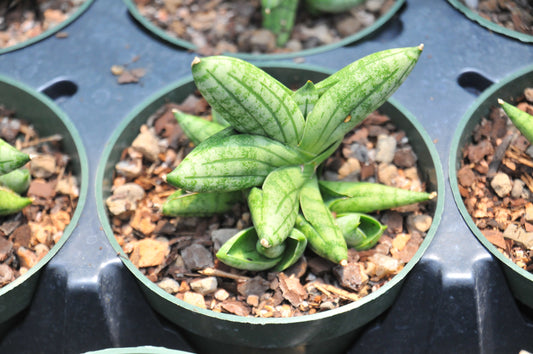 Sansevieria Manee