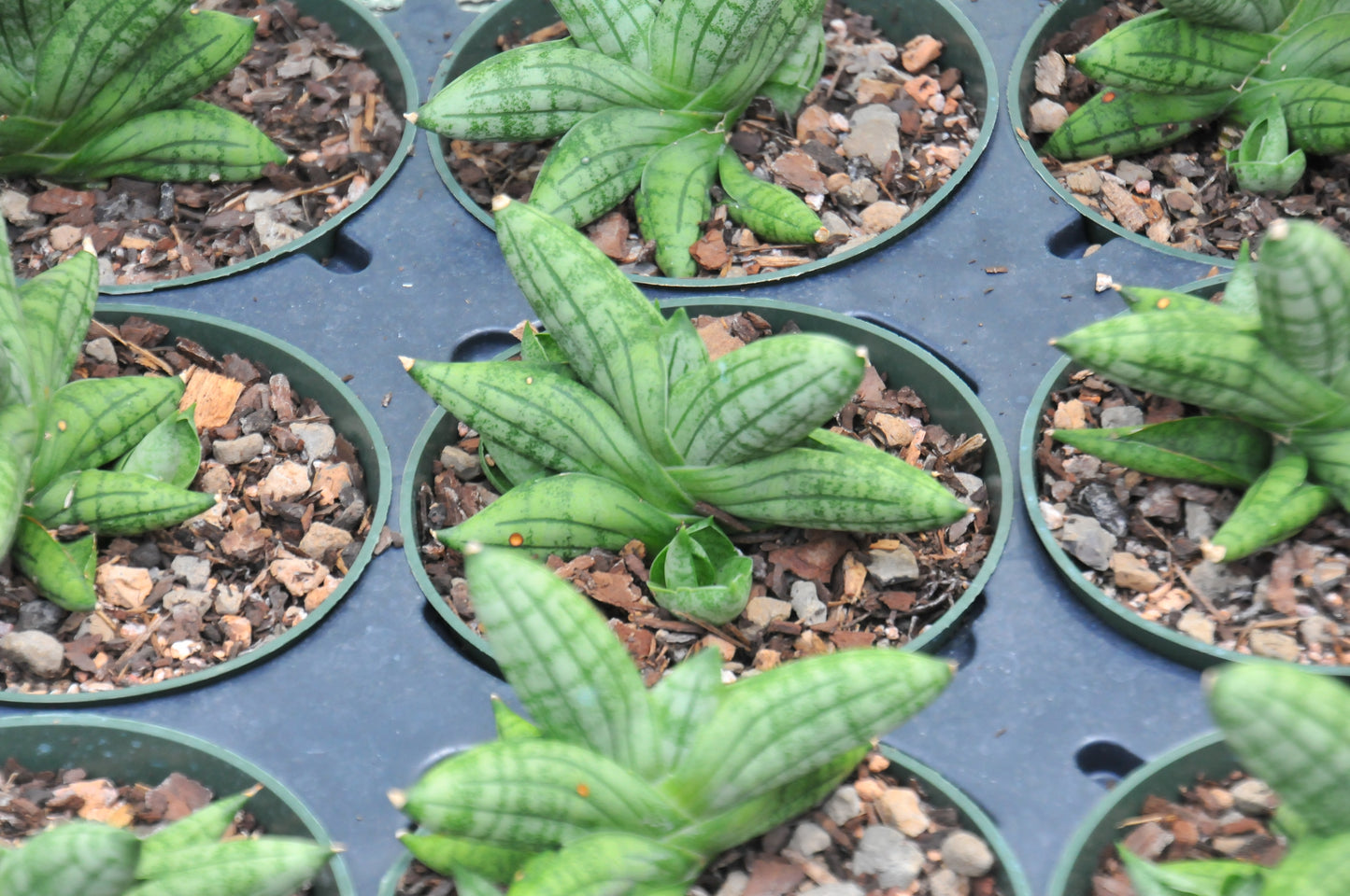Sansevieria Manee