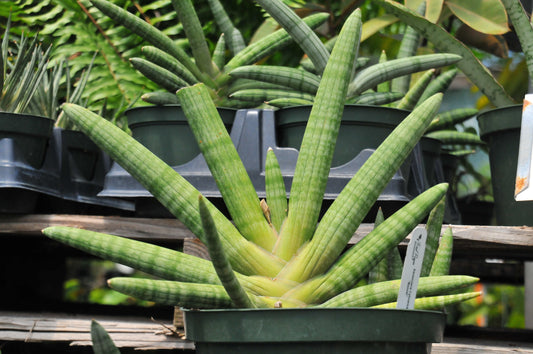 Sansevieria boncel "starfish"