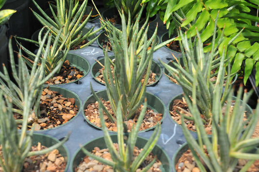 Sansevieria Francisii Variegated
