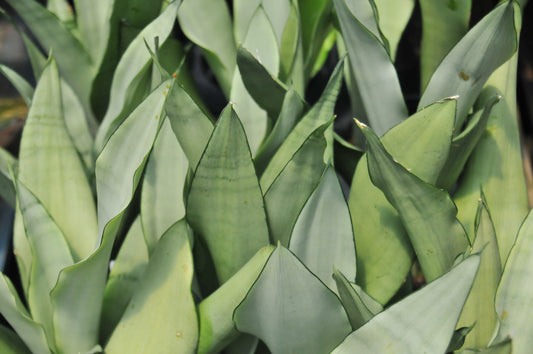 Sansevieria moonshine