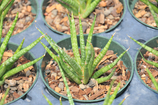 Sansevieria Bunlue Torch