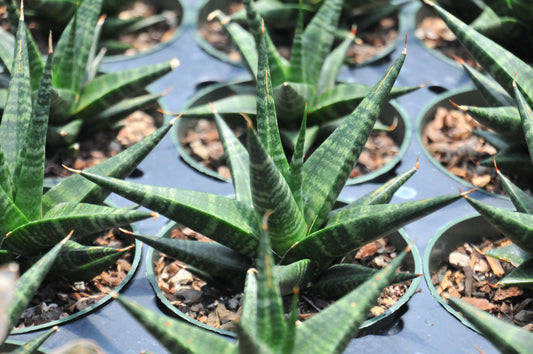 Sansevieria Black Diamond
