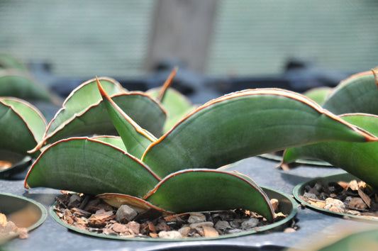 Sansevieria Banana