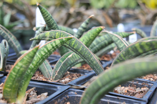 Sansevieria 'Fischeri'