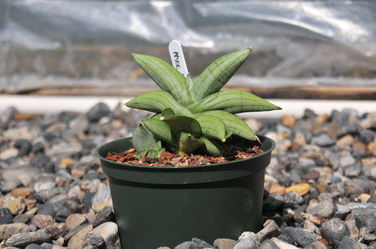 Sansevieria Meedee