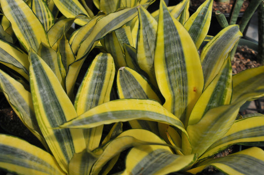 Sansevieria 'Gold dust'