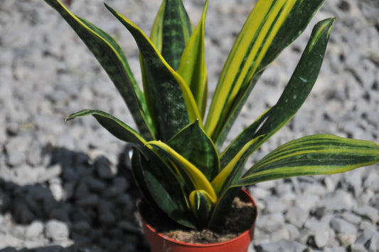 Sansevieria Golden Flame