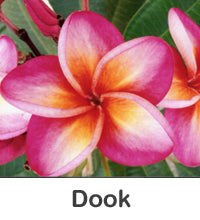 Plumeria "Dook"