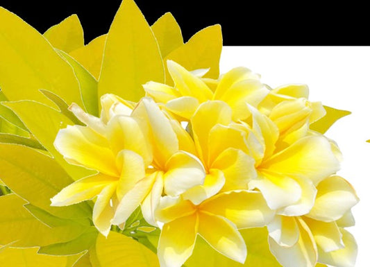 Plumeria Golden Leaf