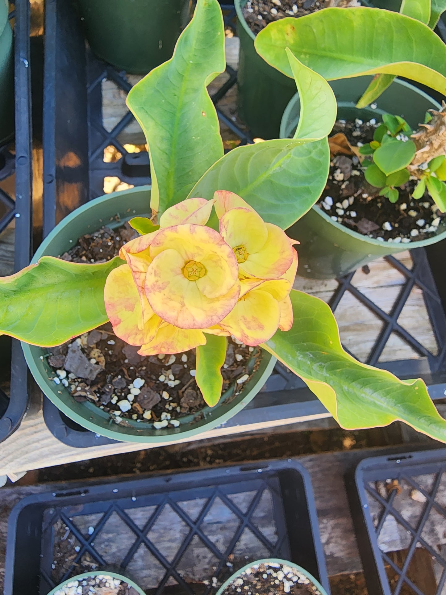 Euphorbia Milii "Golden Bell"