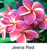 Plumeria "Jeena Red"