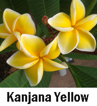 Plumeria "Kanjana Yellow"