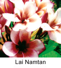 Plumeria "Lai Namtan"