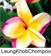 Plumeria "Leung Khob Chompoo"