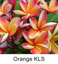 Plumeria "Orange KLS"