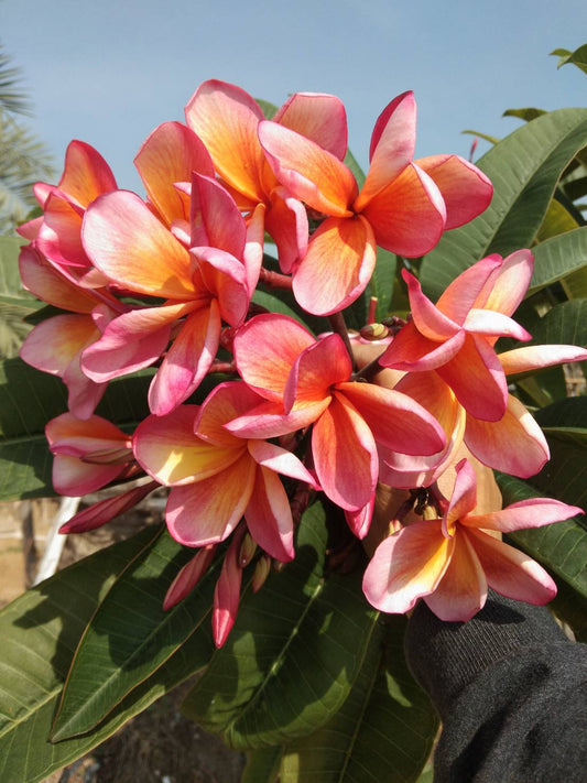 Plumeria "Orange SRT"