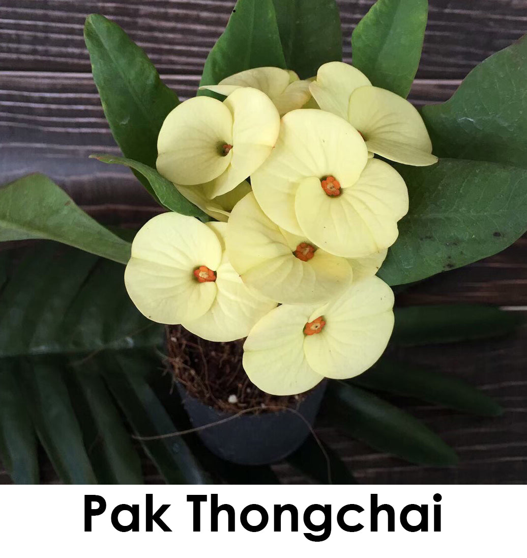 Euphorbia Milii "Pok Thoingchai"