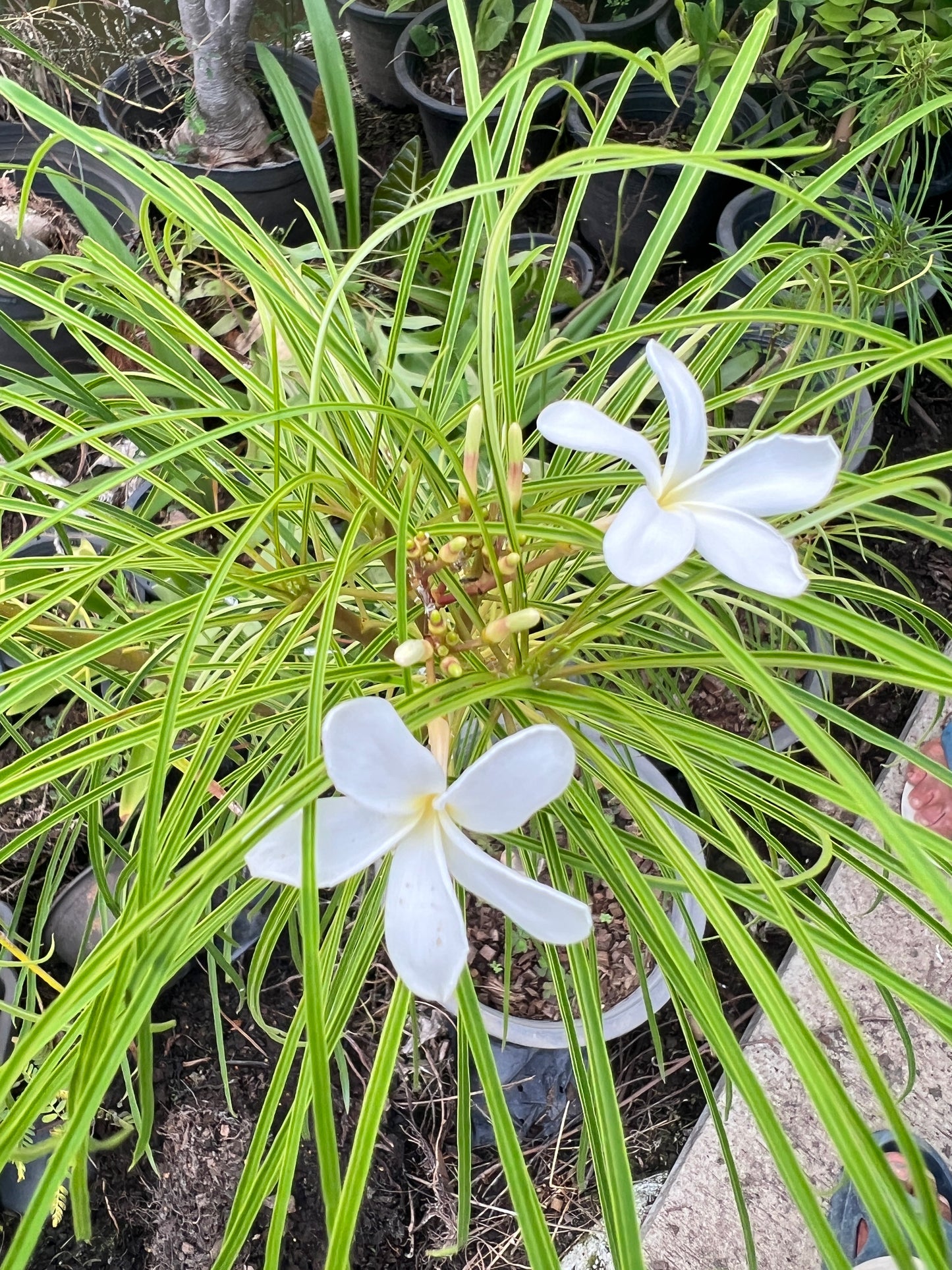 Plumeria Filifolia