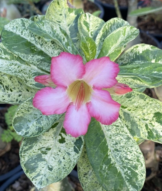 Adenium Obesum "Queen of Marble"