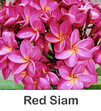 Plumeria "Red Siam"