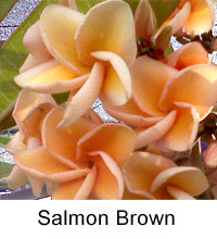 Plumeria "Salmon Brown"