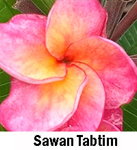 Plumeria "Sawan Tabtim"