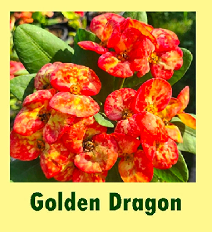 euphorbia millii golden dragon