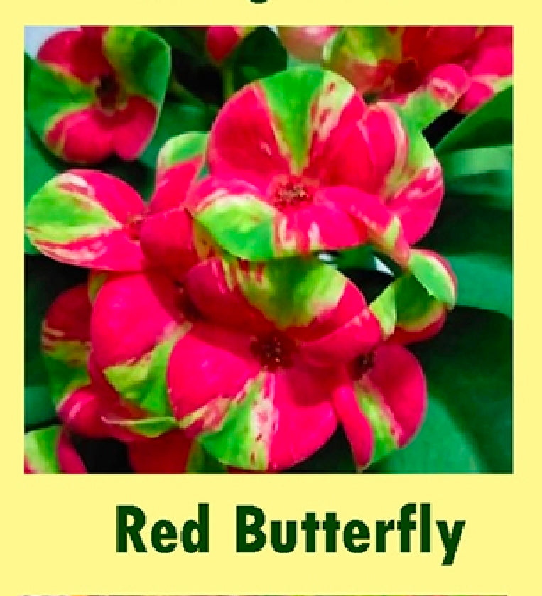 euphorbia millii red butterfly