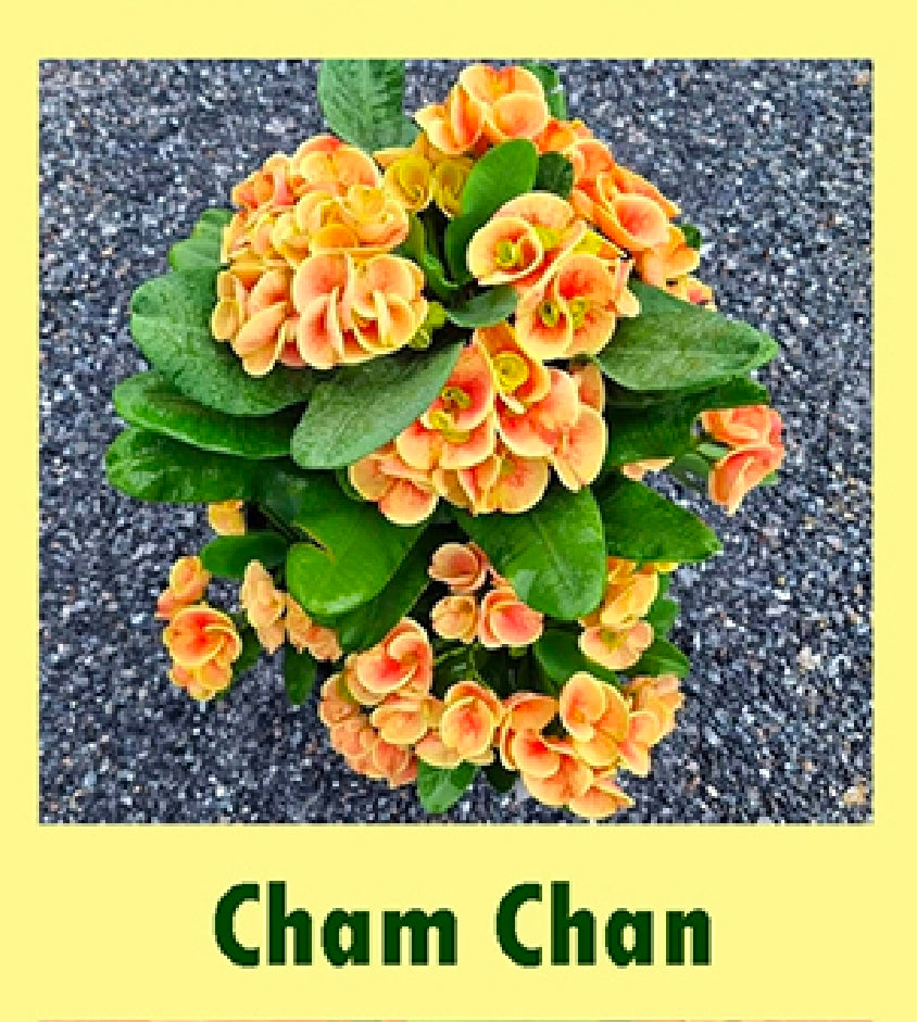 euphorbia millii cham chan