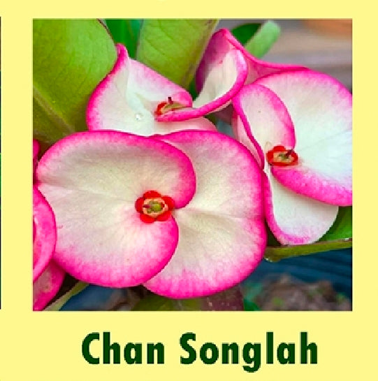 euphorbia millii chan songlah