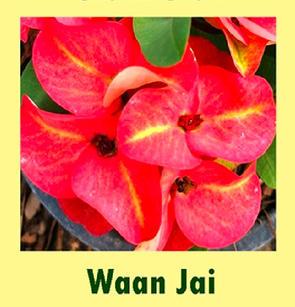 euphorbia millii waan jai