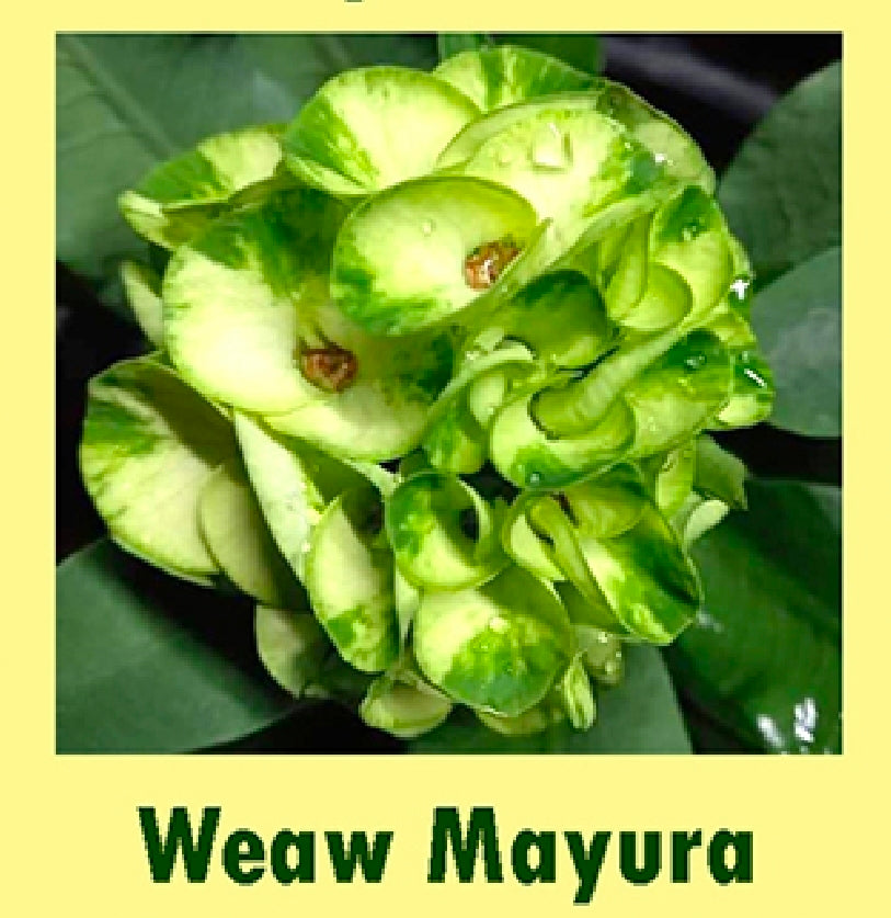 euphorbia millii weaw mayura