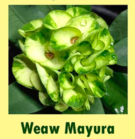 Euphorbia millii weaw mayura