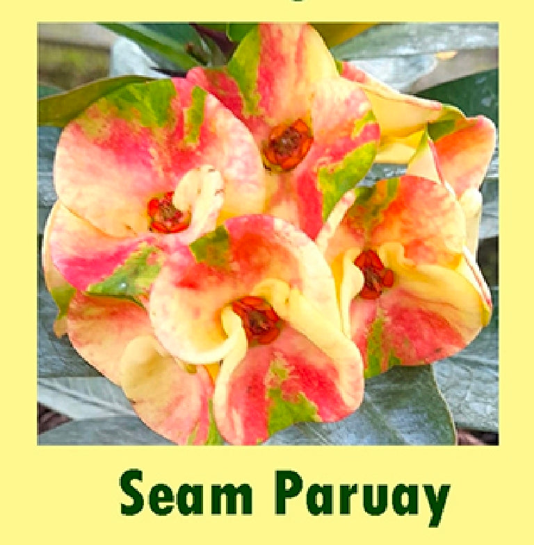 euphorbia millii seam paruay