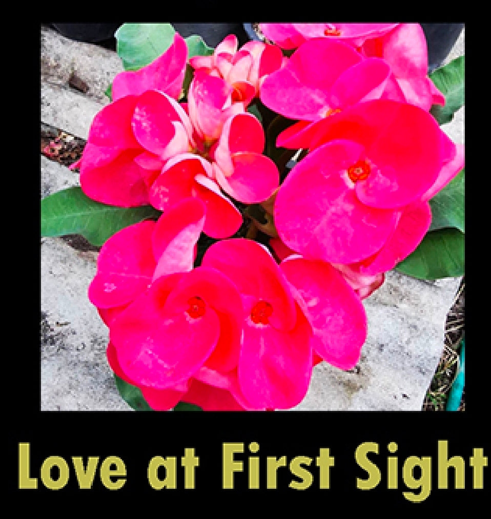 euphorbia millii love at first sight