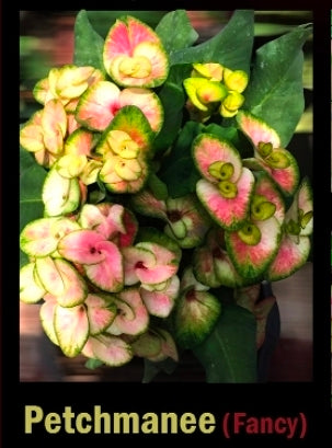 euphorbia millii patchmanee fancy