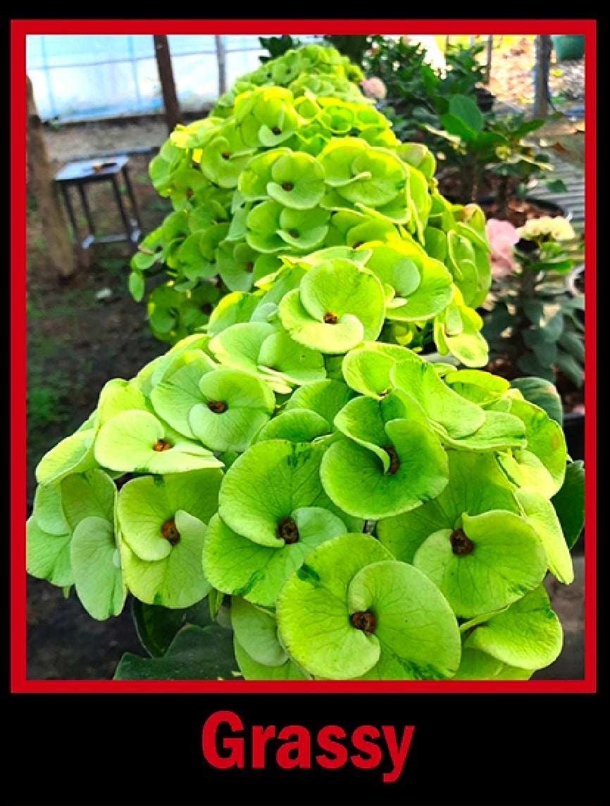 euphorbia millii grassy