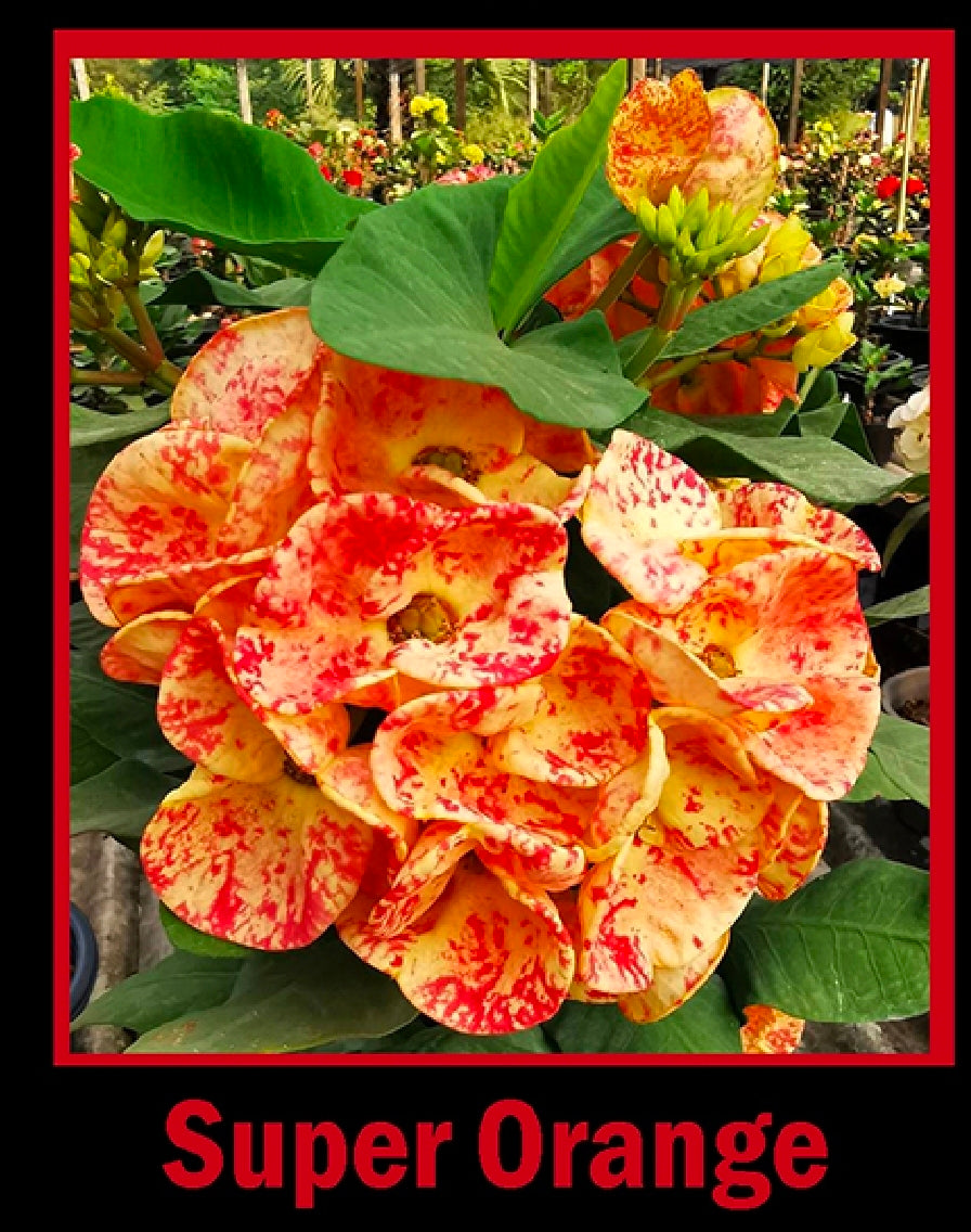 euphorbia millii super orange