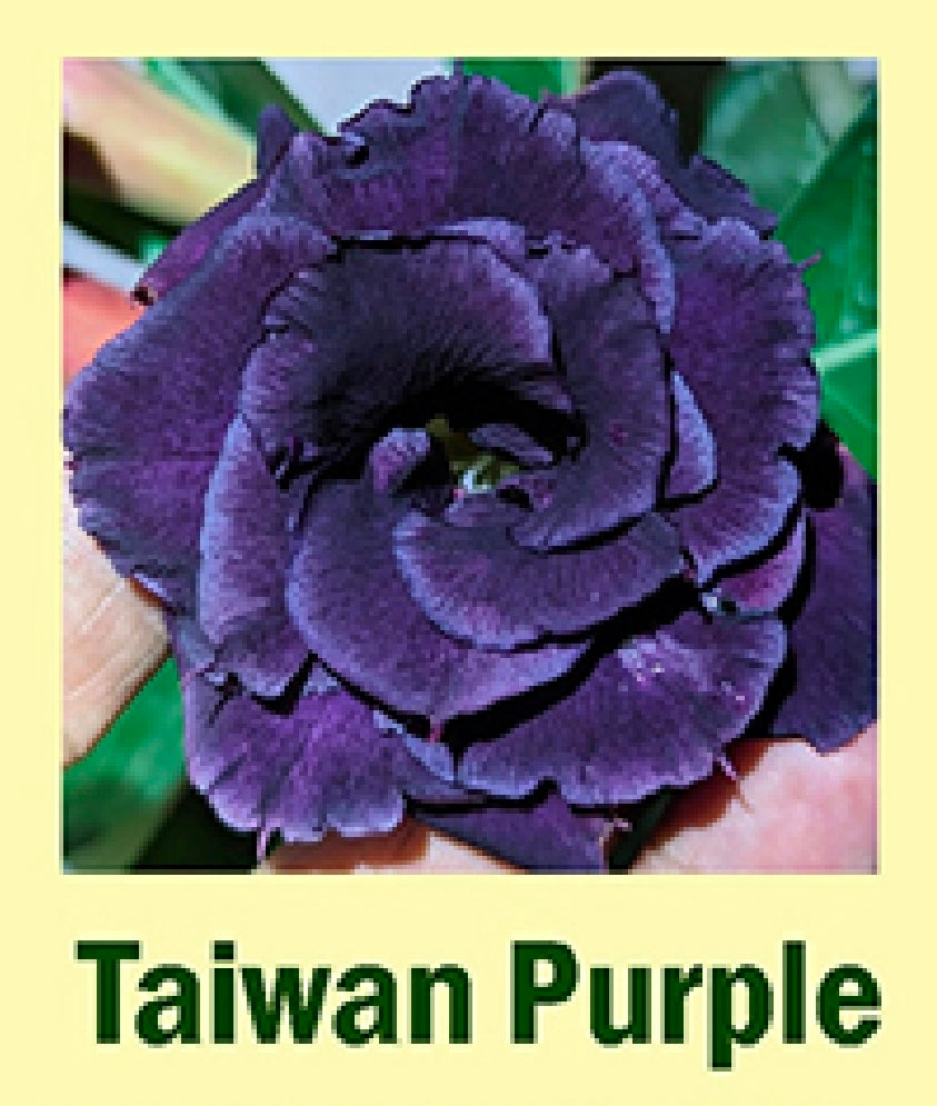 Adenium Taiwan purple