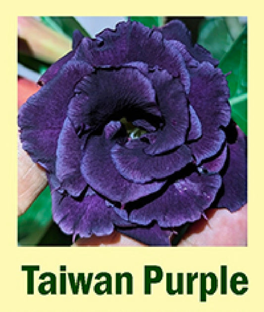 Adenium Taiwan purple