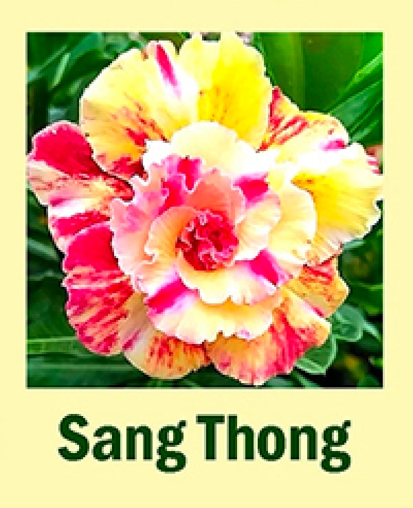 adenium sang thong
