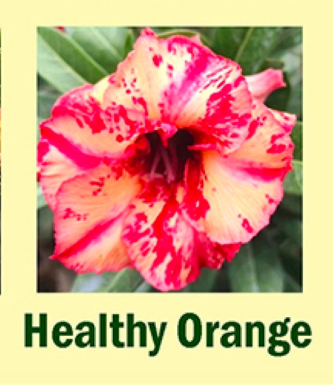 adenium healthy orange