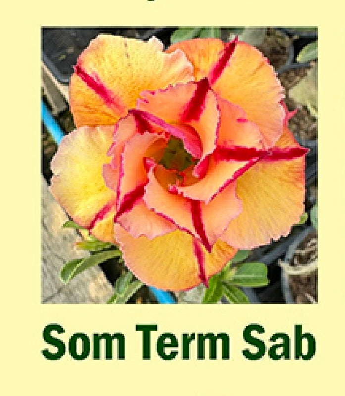 adenium som term sab