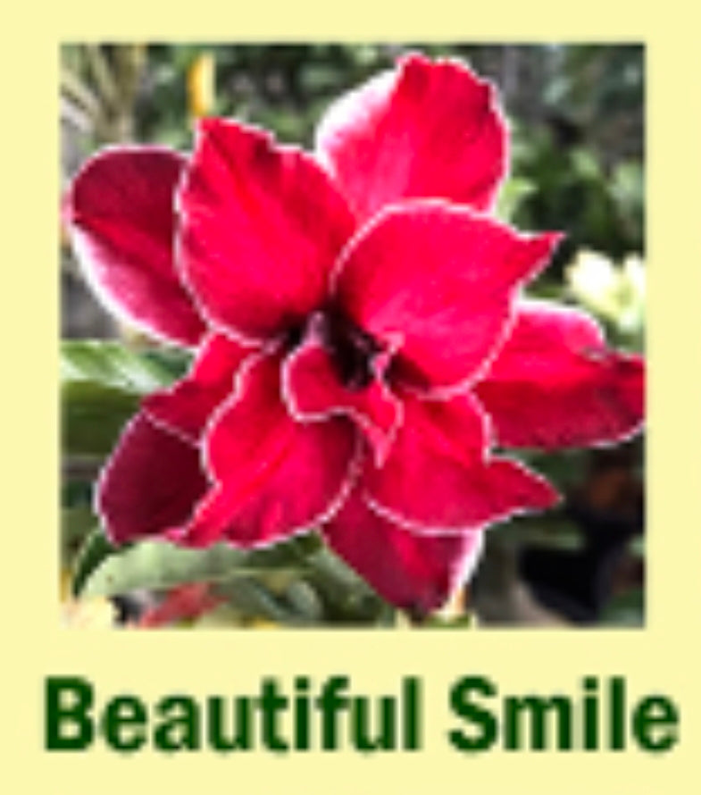 Adenium beautiful smile
