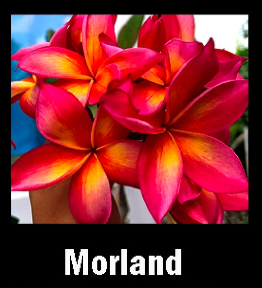 plumeria morland