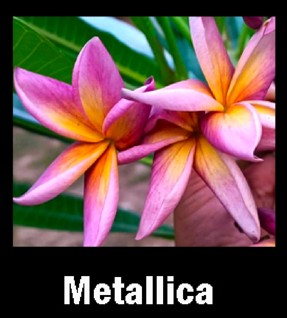 Plumeria metallica