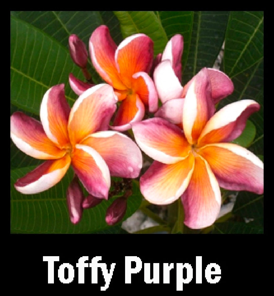 Plumeria toffee purple