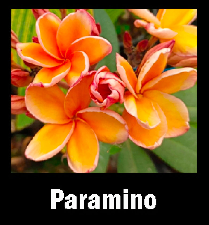 Plumeria paramino