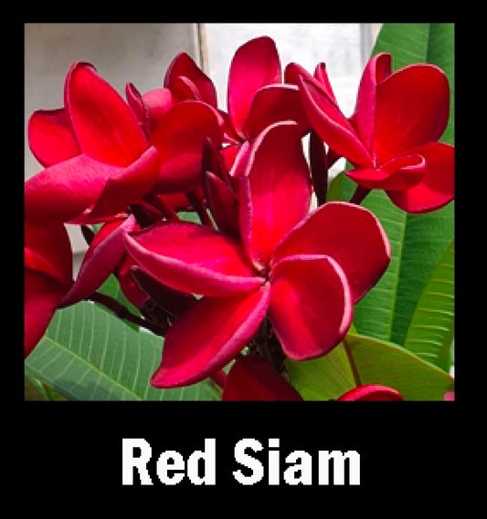 plumeria red siam